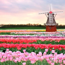 Windmill, Field, Tulips