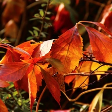 Wine, autumn, Leaf, wild, Red