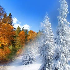 autumn, winter