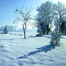 field, viewes, winter, trees