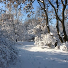 forest, viewes, winter, trees