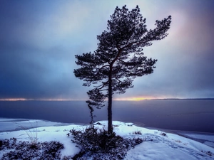 lonely, Coast, winter, trees