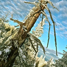 Sky, viewes, winter, trees