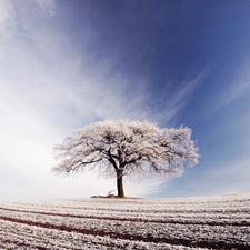 trees, field, winter, Sky