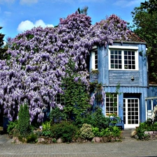 house, flourishing, wistaria, Garden