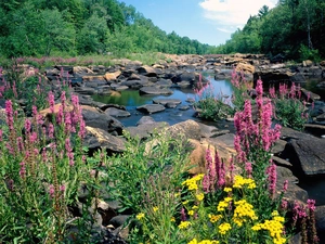 River, Flowers, woods, Stones