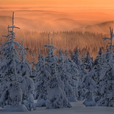 winter, woods