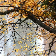 water, trees, Yellow, Leaf, autumn, by