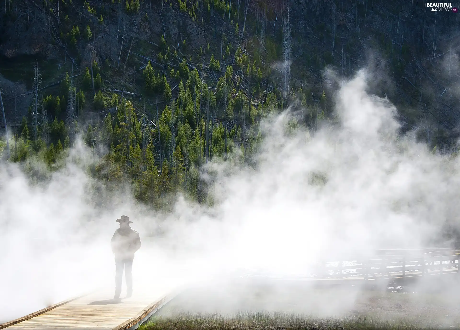 forest, bridges, a man, Fog