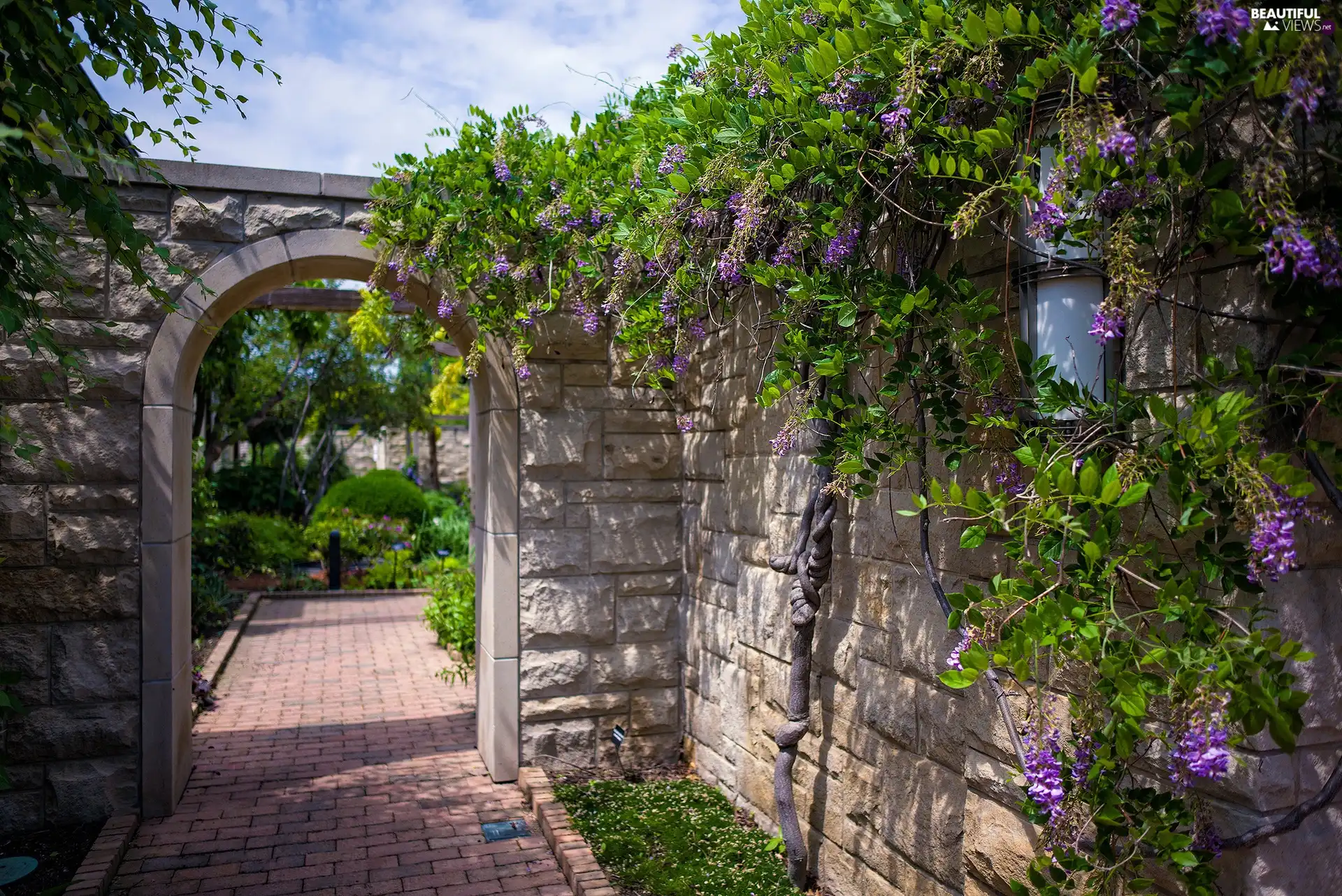 Garden, wall, acacia, entry