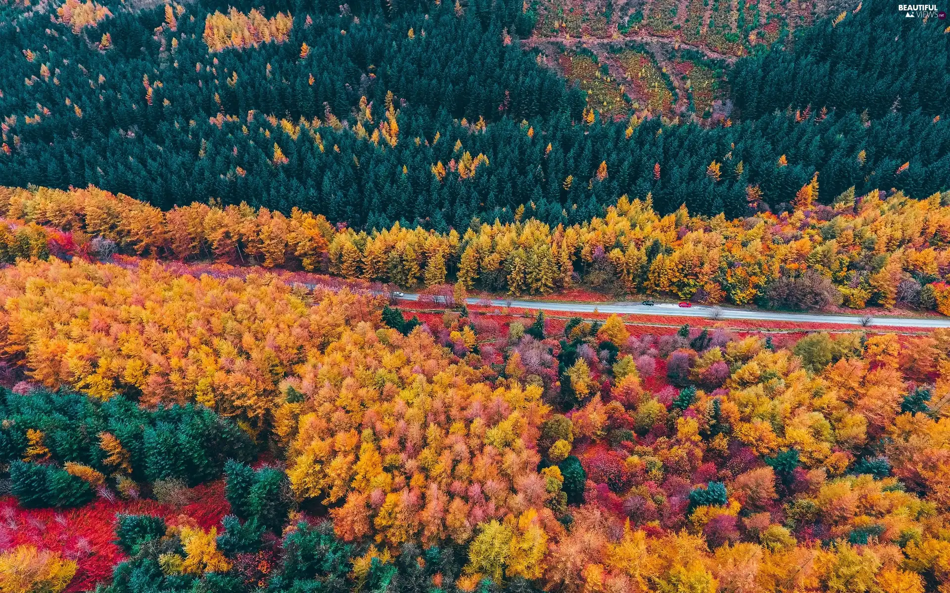 trees, forest, autumn, Aerial View, viewes, Way