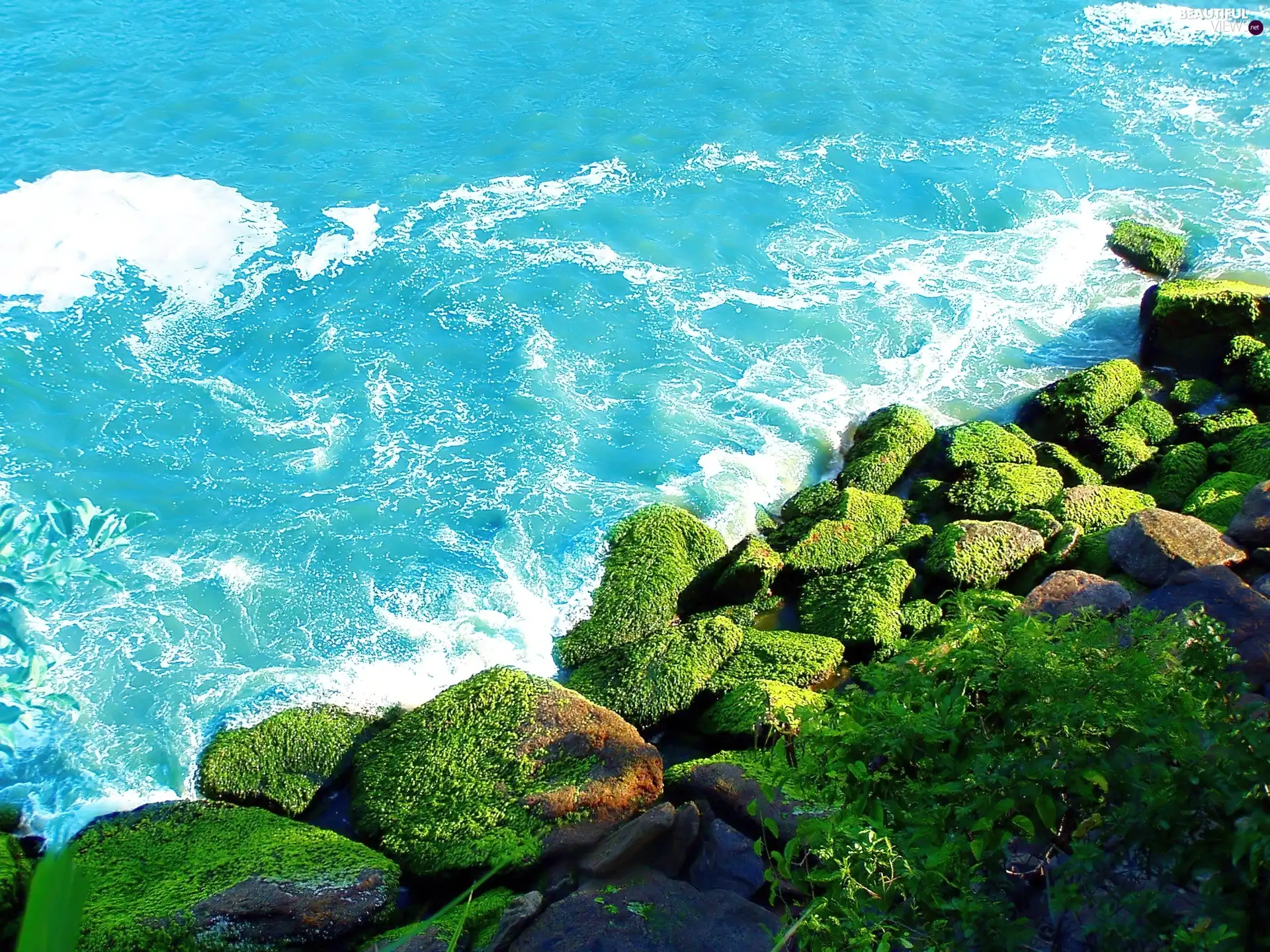 sea, Wooded, algae, Stones