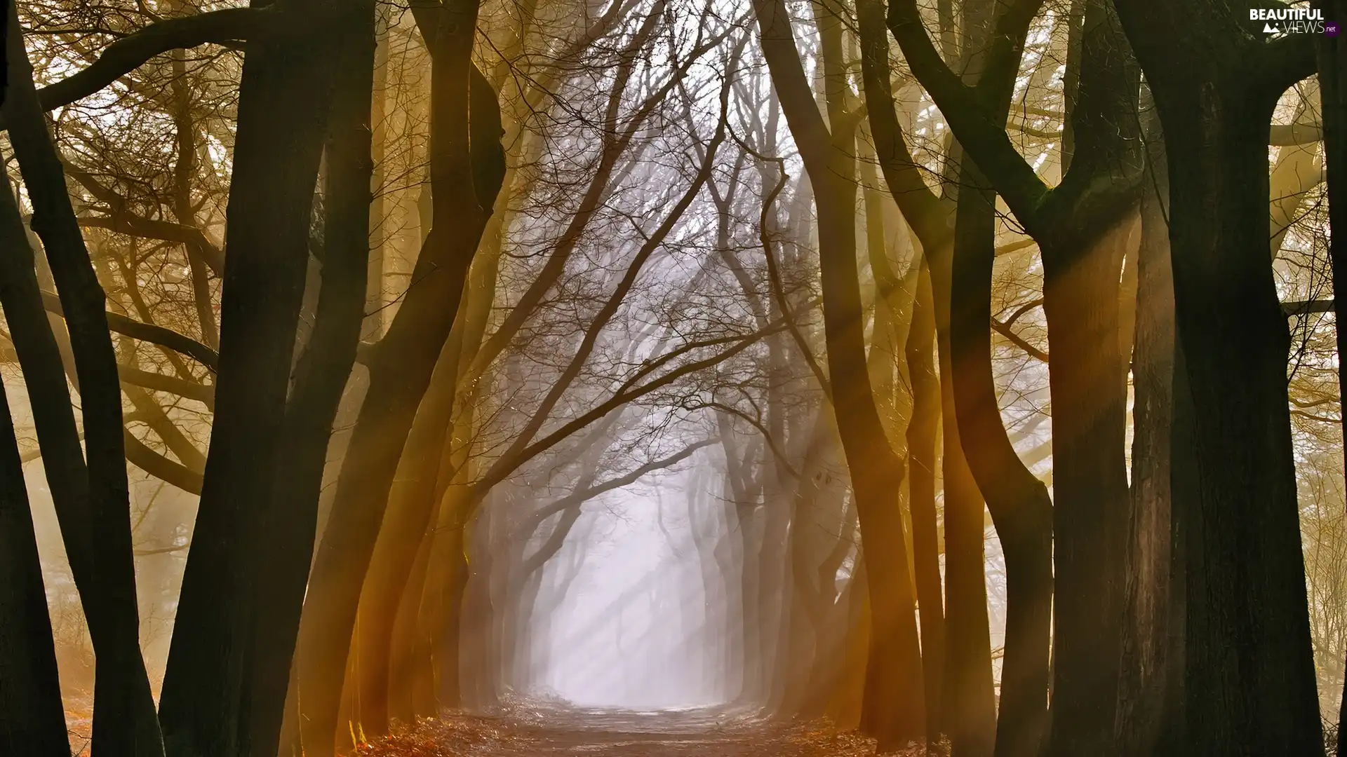 alley, trees, viewes