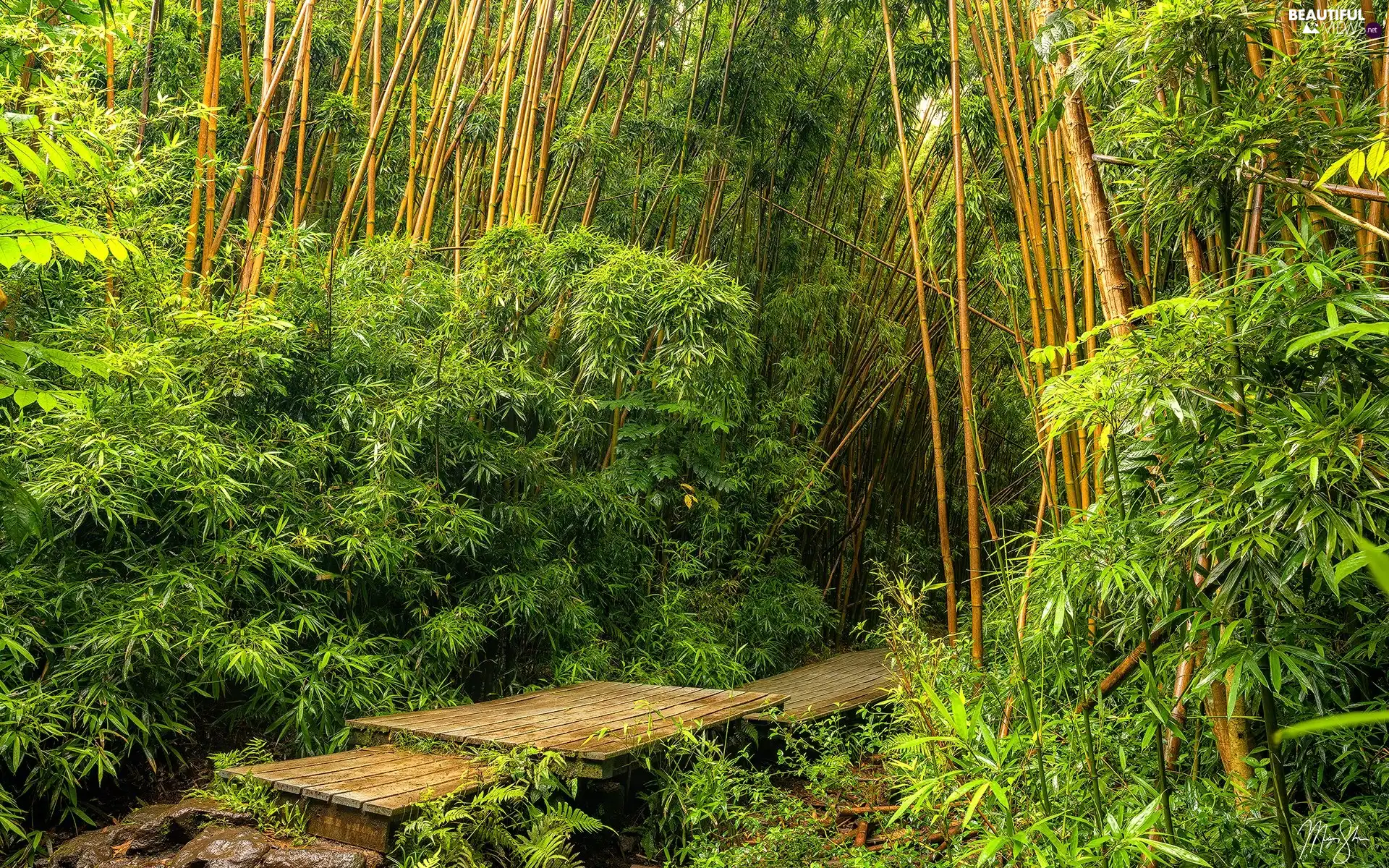 trees, viewes, The United States, footbridge, Maui, bamboo, forest, Aloha State Hawaje