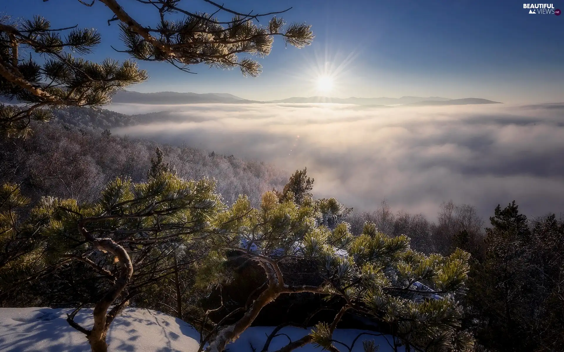 Fog, sun, Russia, snow, taiga, pine, winter, Altai