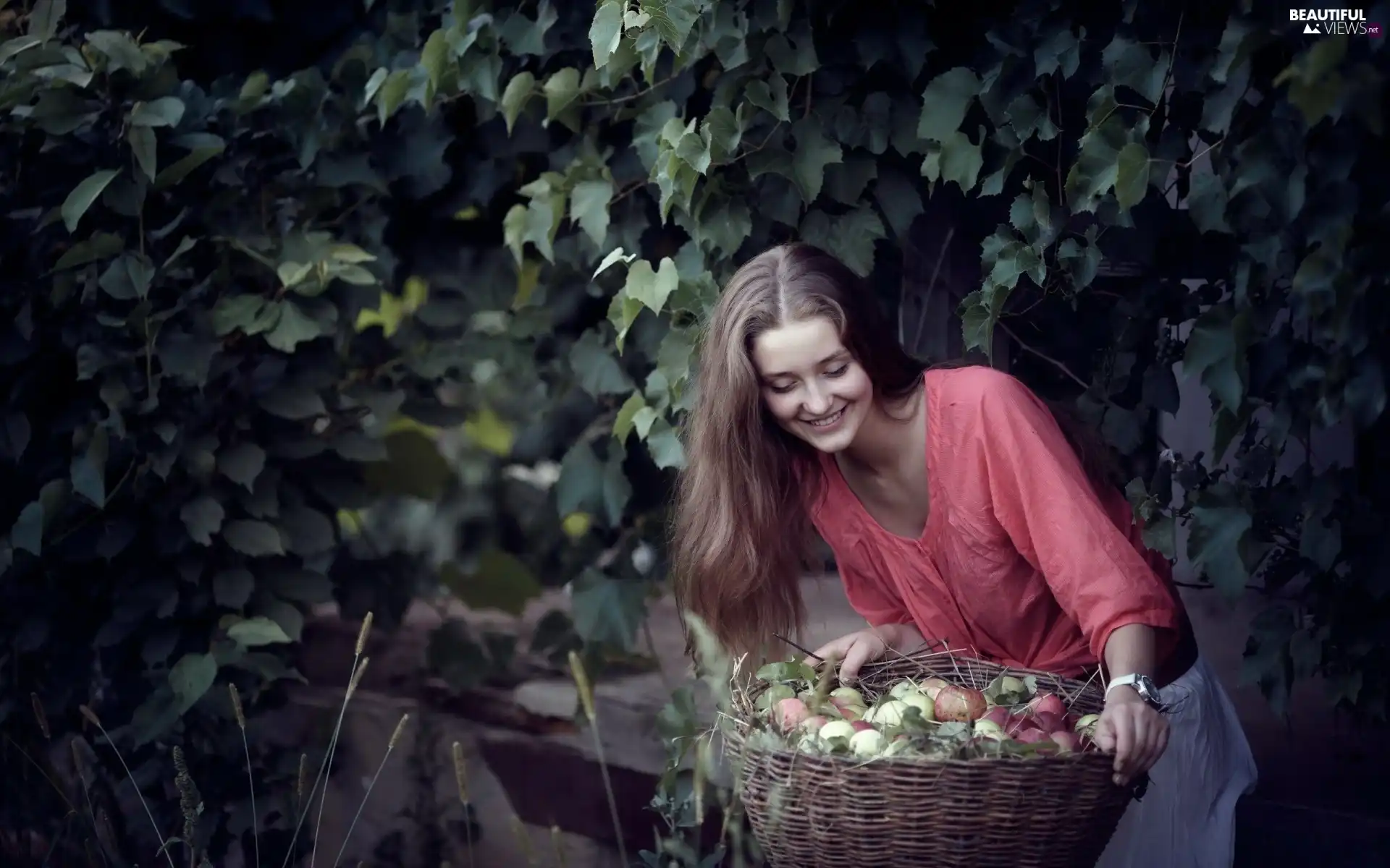 apples, harvest, orchard, basket, Women