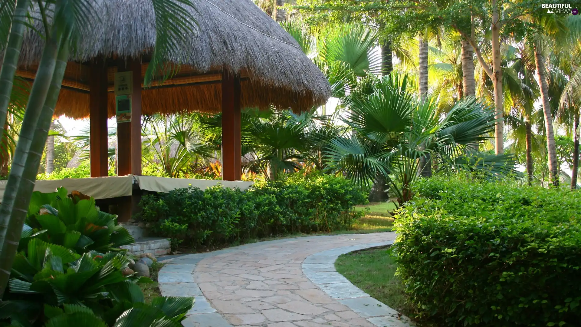 Palms, arbour, trees, viewes, Pavement