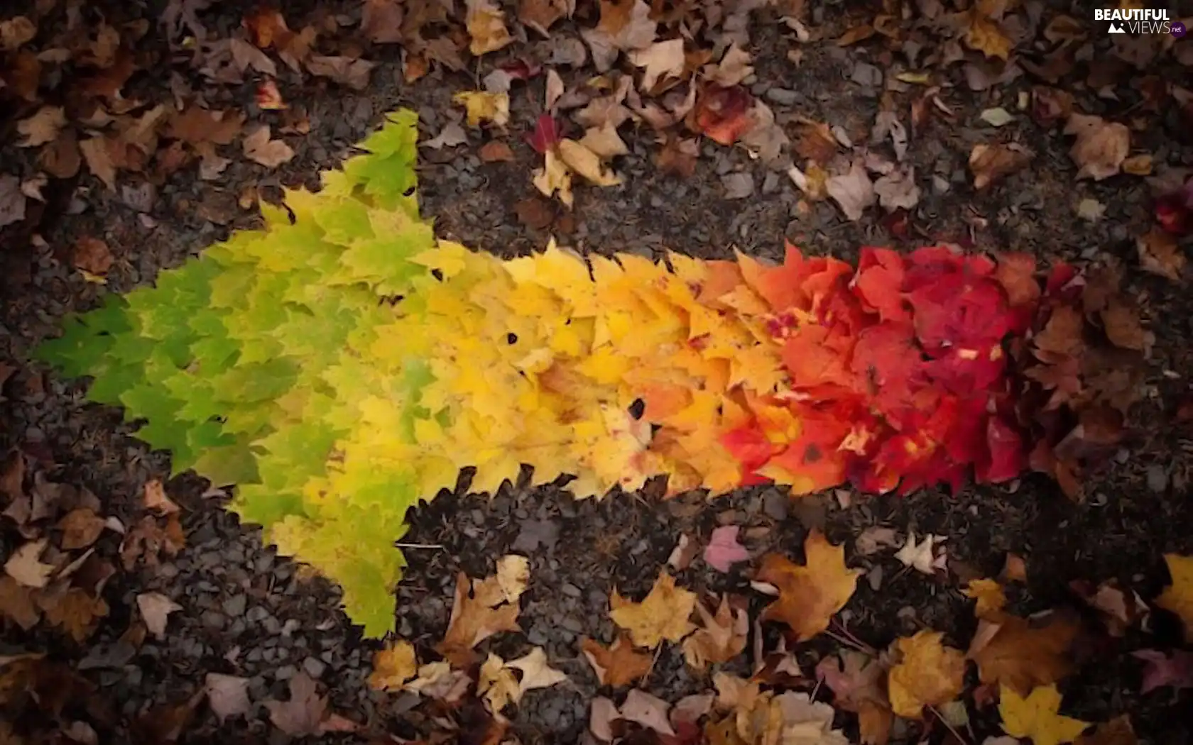 arrow, Leaf, autumn