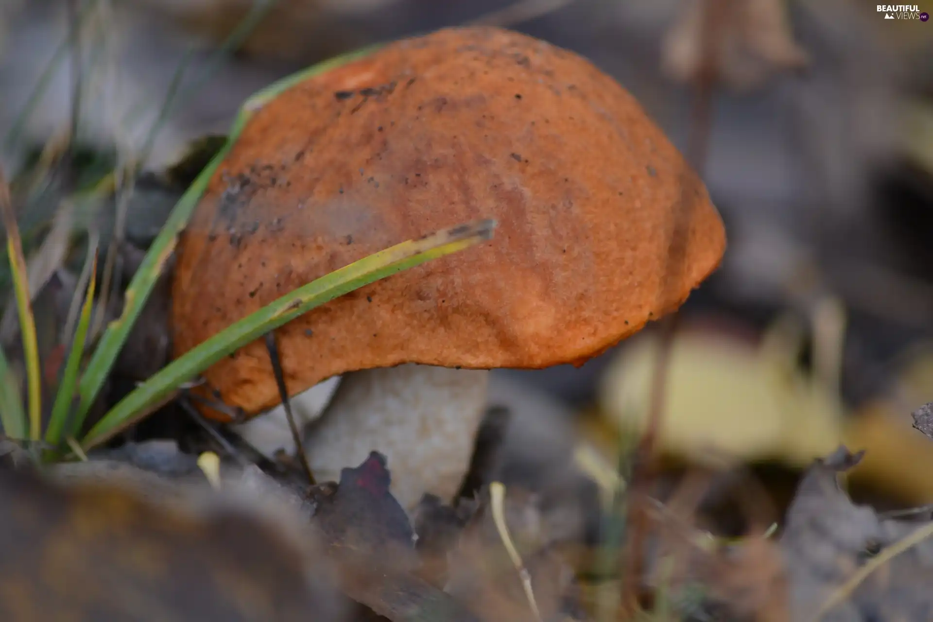 Leccinum Red, Leaf, Aspens, grass