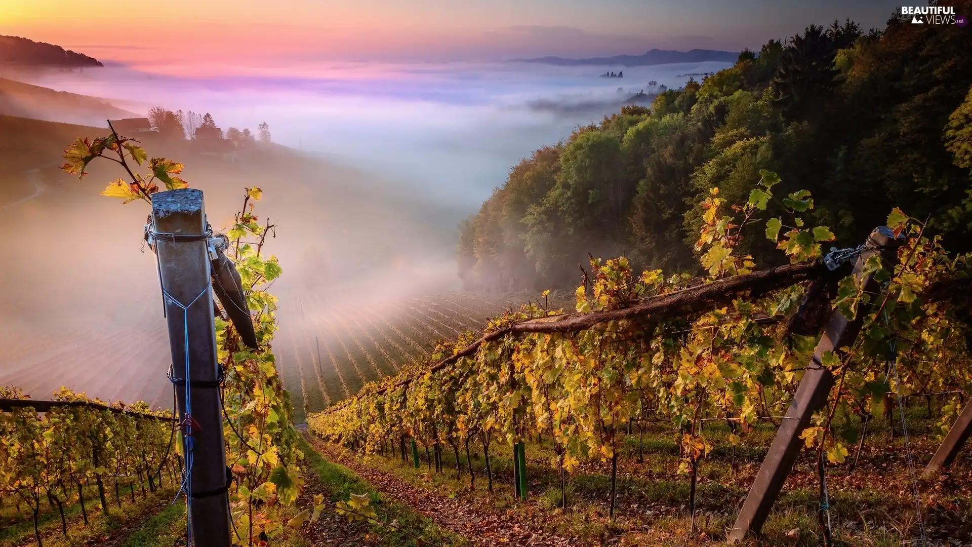 post, The Hills, Styria, vineyards, Sunrise, Fog, Austria
