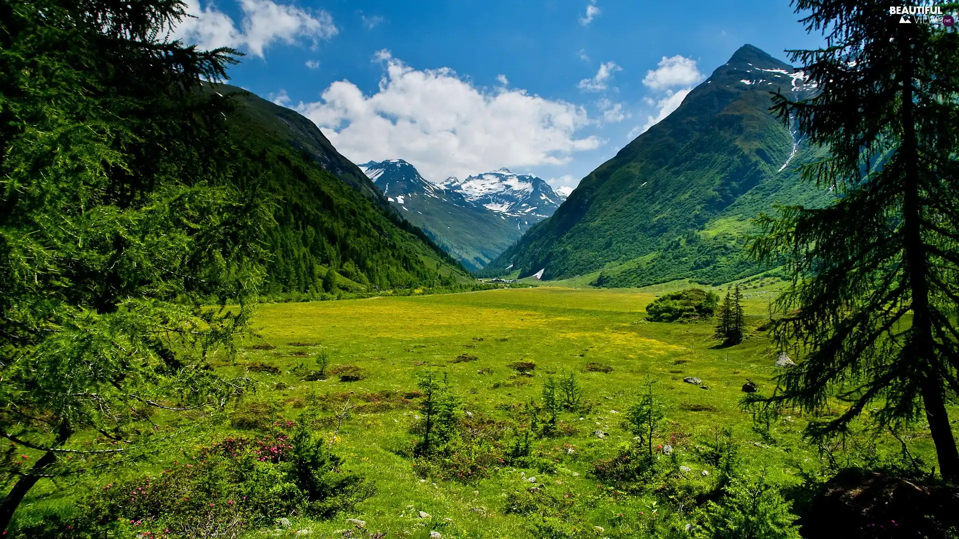 Mountains, Tirol, Austria, woods