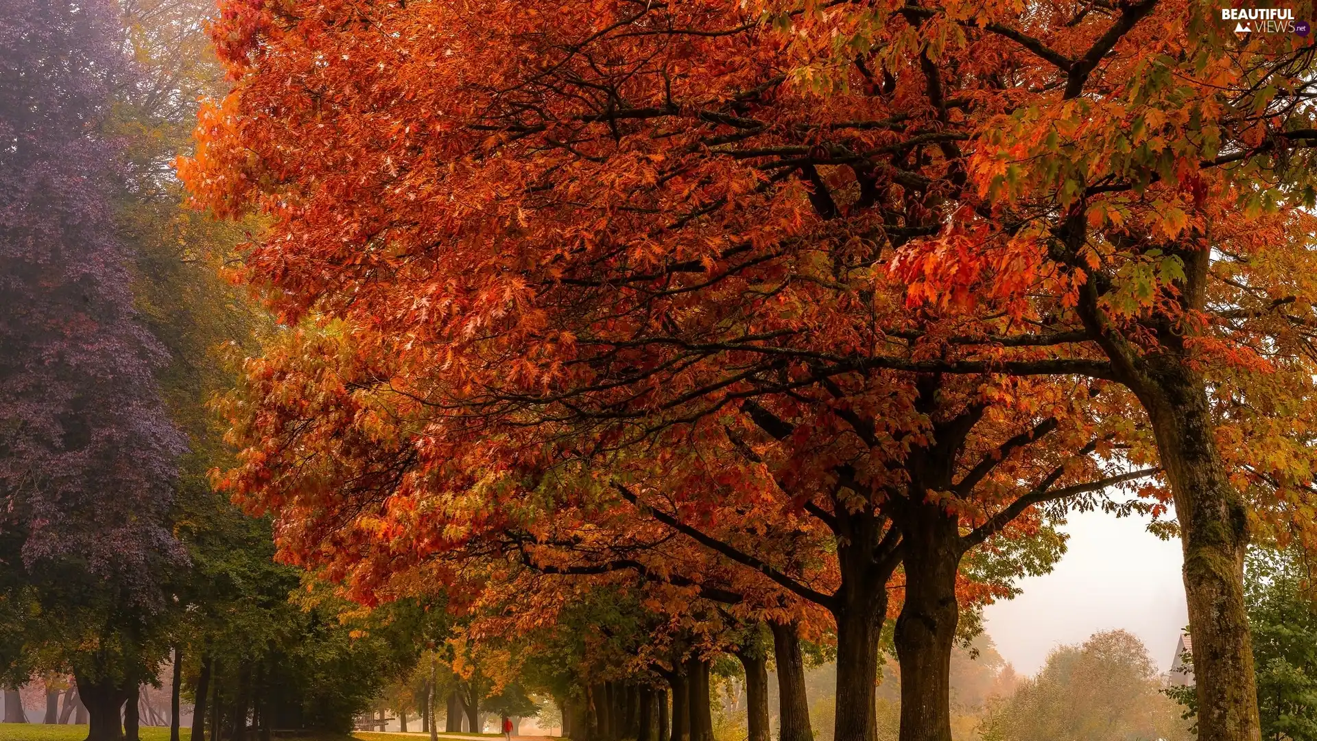 viewes, autumn, alley, trees, Park