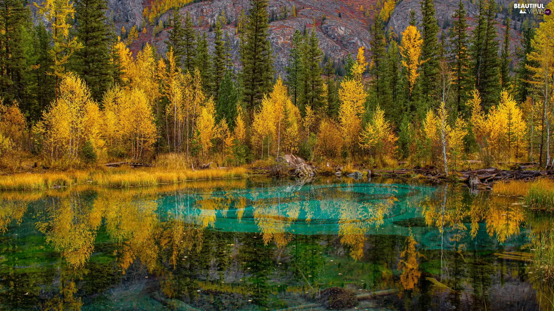 trees, lake, Altai, Autumn, turquoise, viewes, Russia