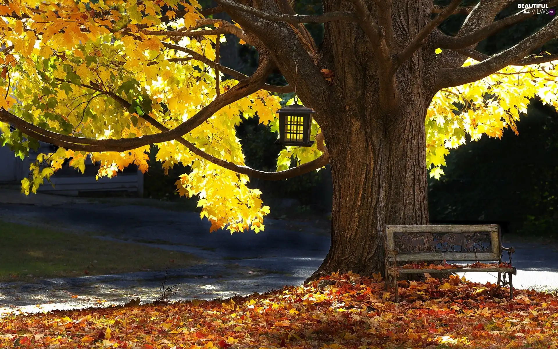 autumn, trees, Bench