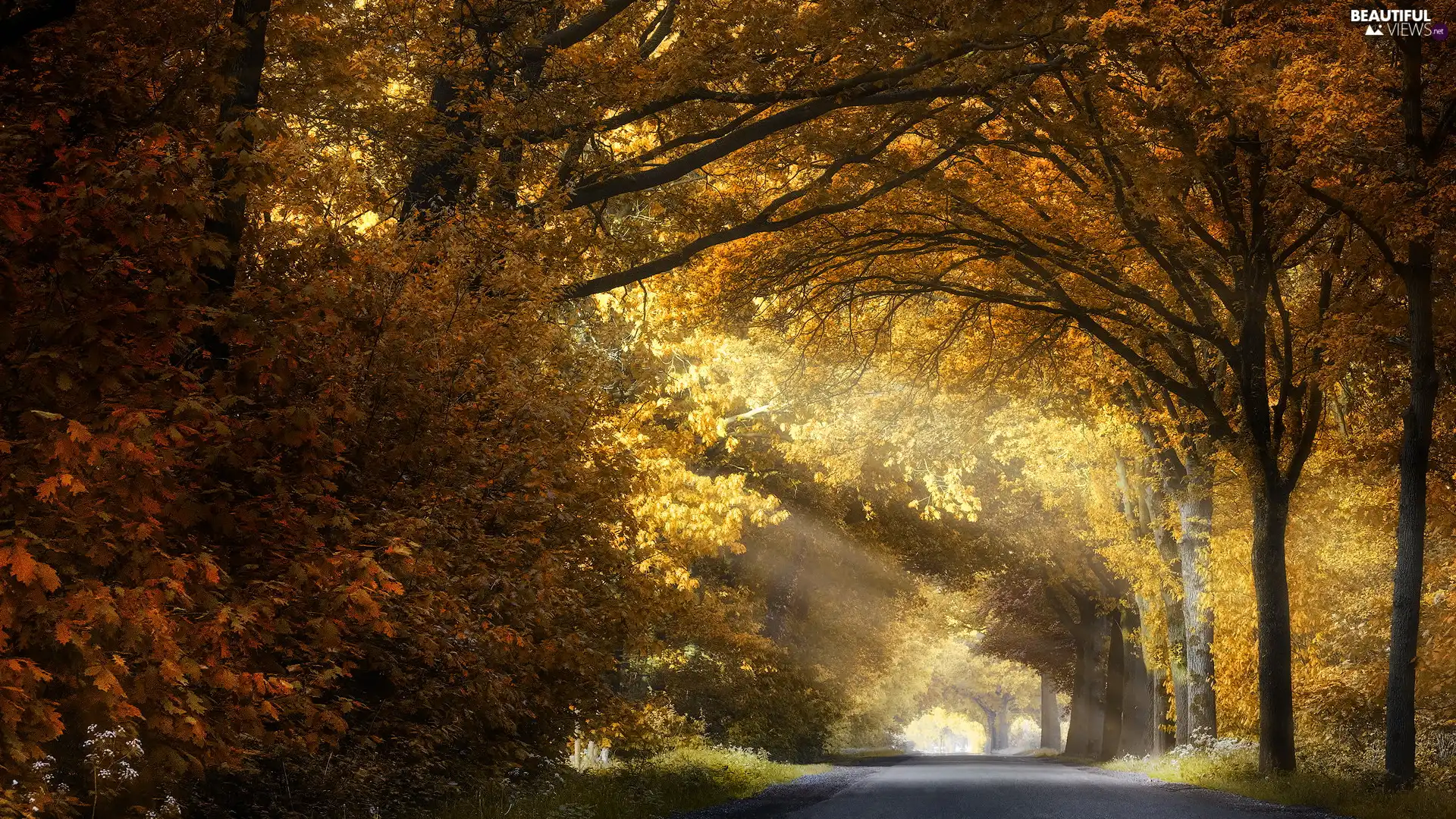 Way, light breaking through sky, trees, viewes, autumn