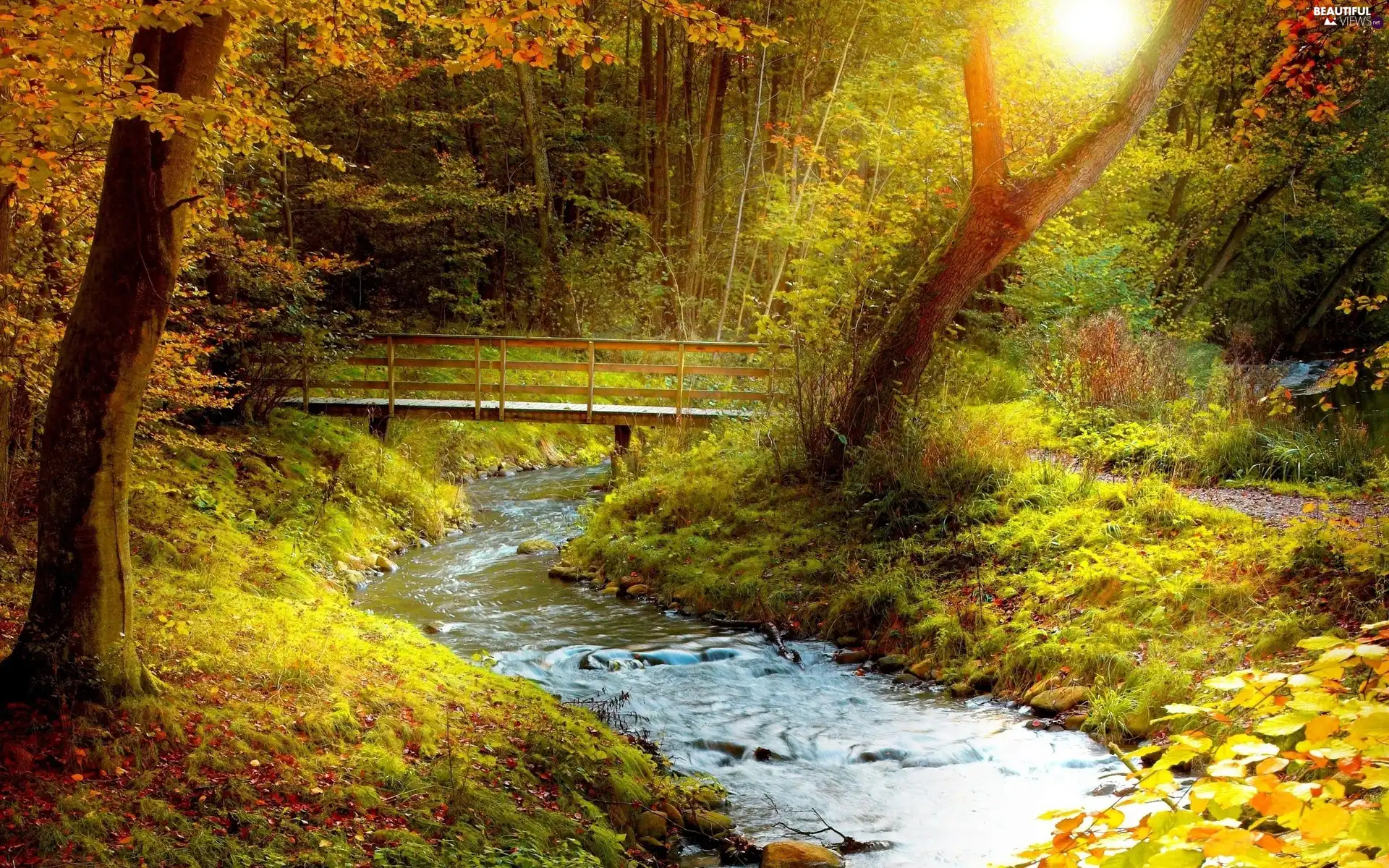 brook, forest, autumn, bridge