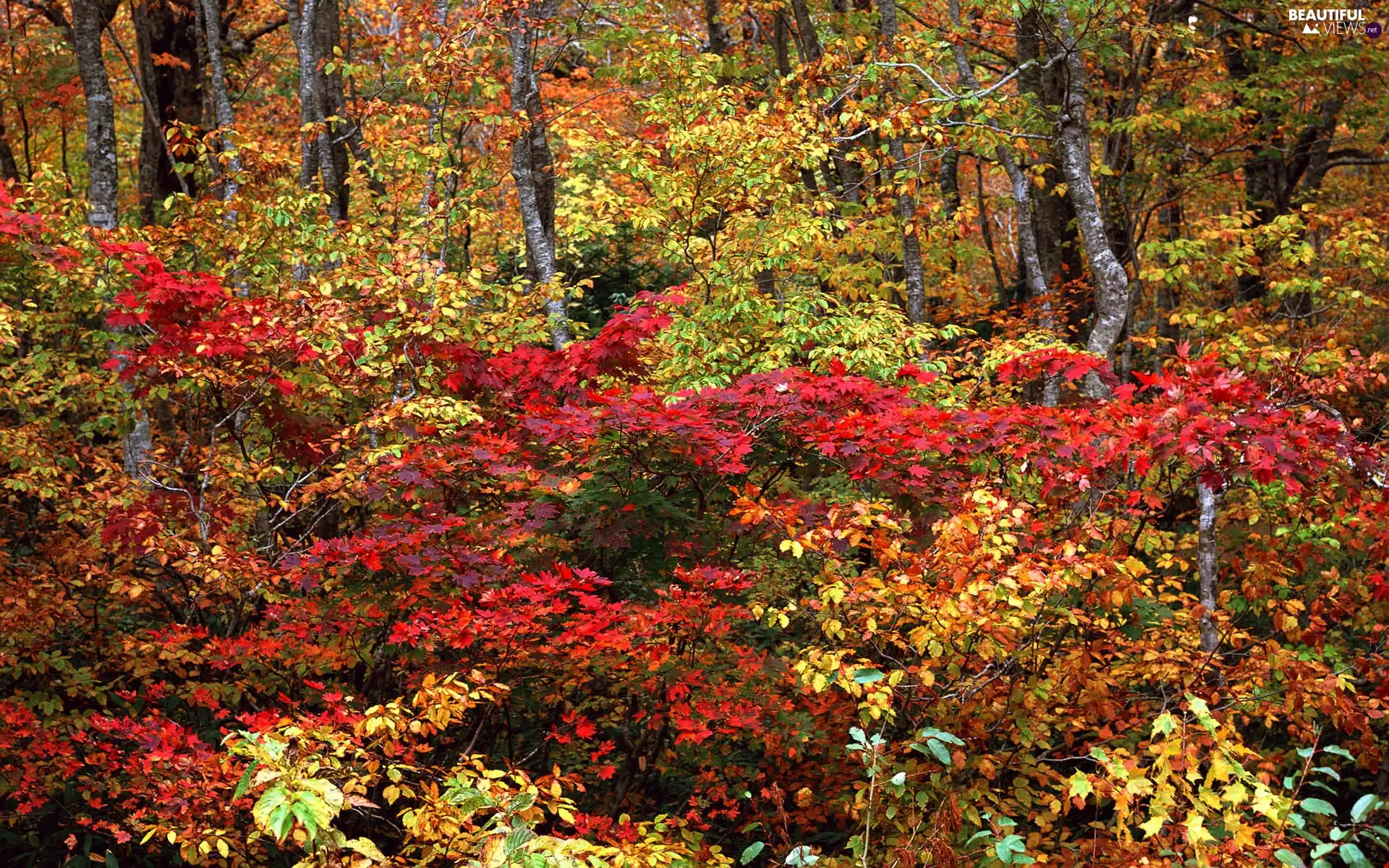 Bush, viewes, autumn, trees