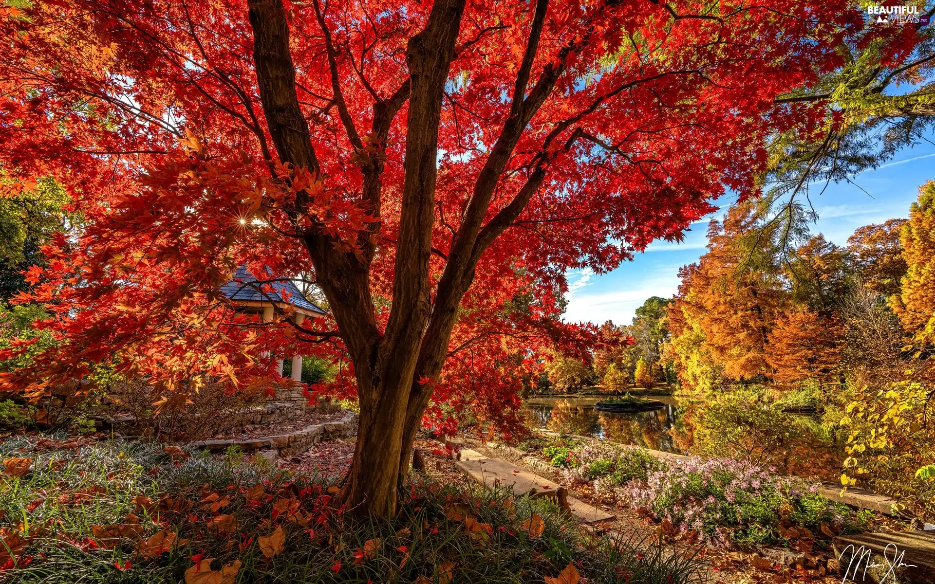 trees, Pond - car, Leaf, maple, Park, viewes, autumn