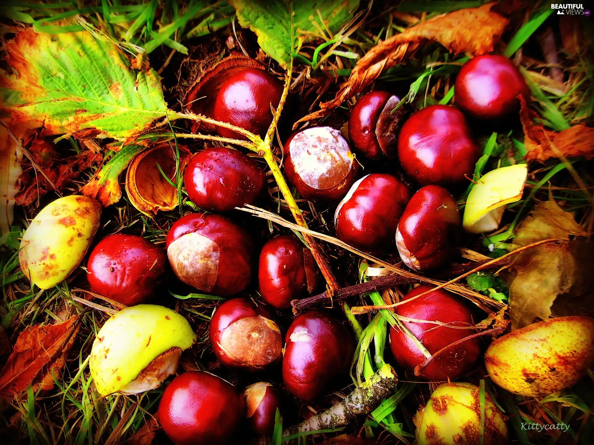 chestnuts, autumn