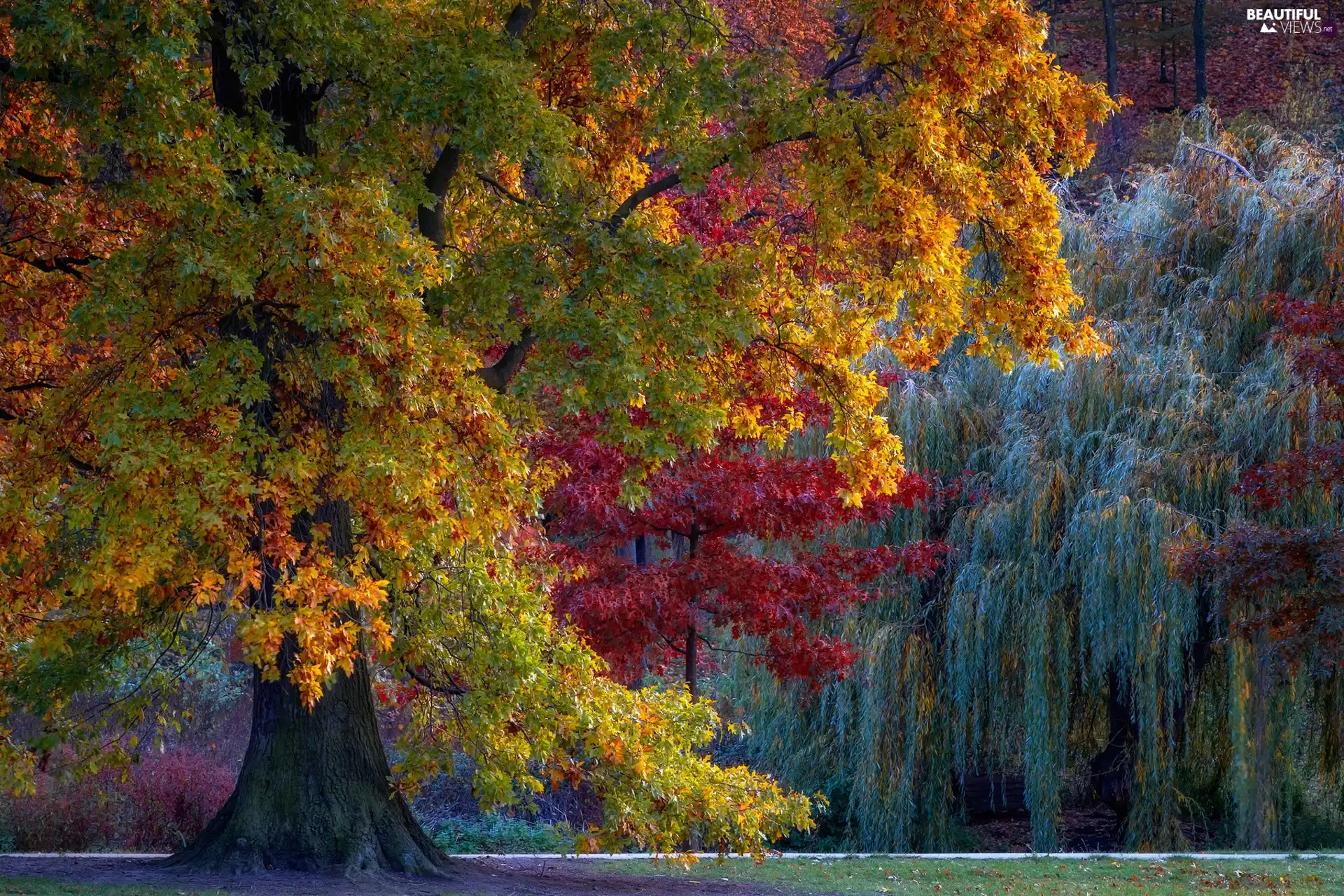color, trees, viewes, Autumn