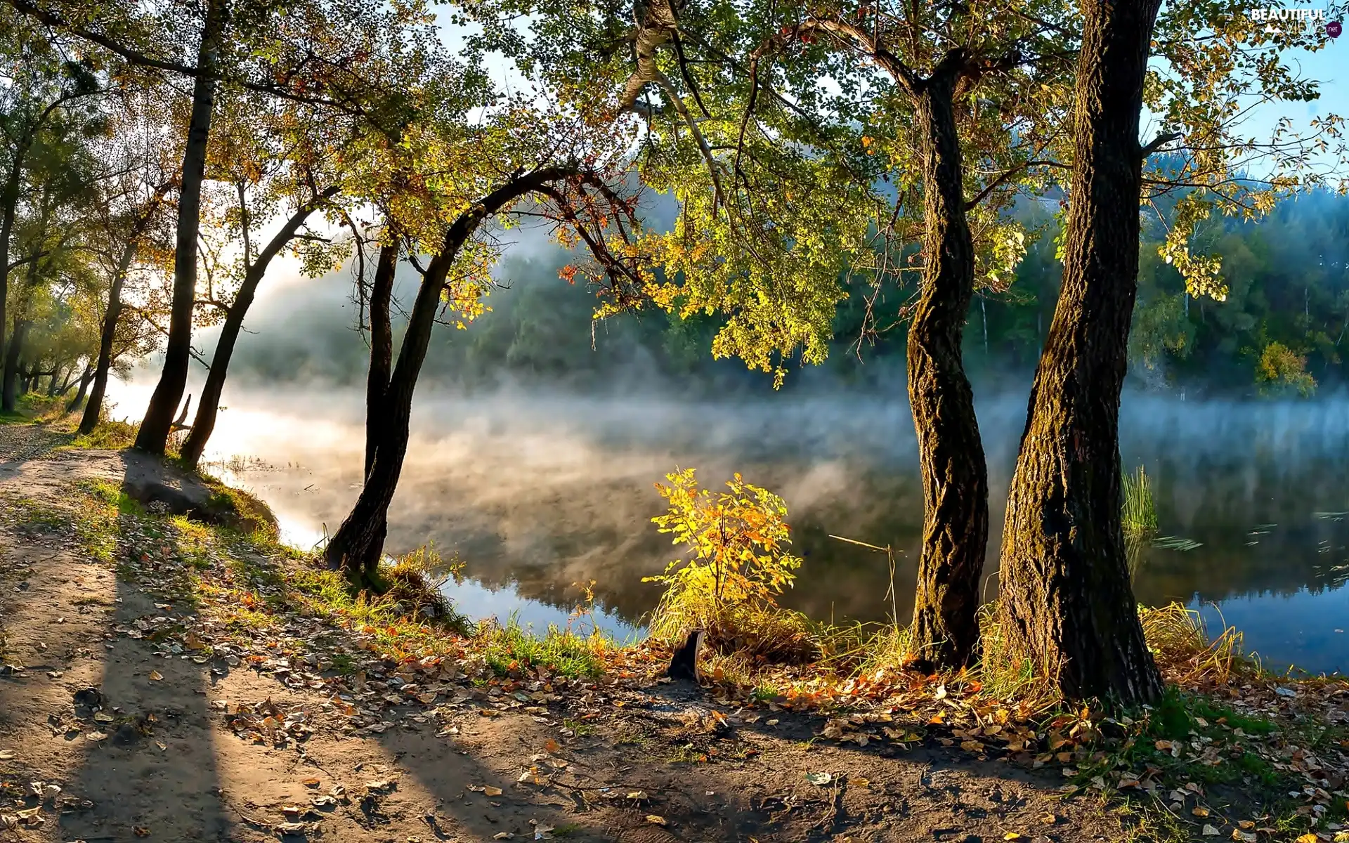 trees, River, autumn, Fog, viewes, coast