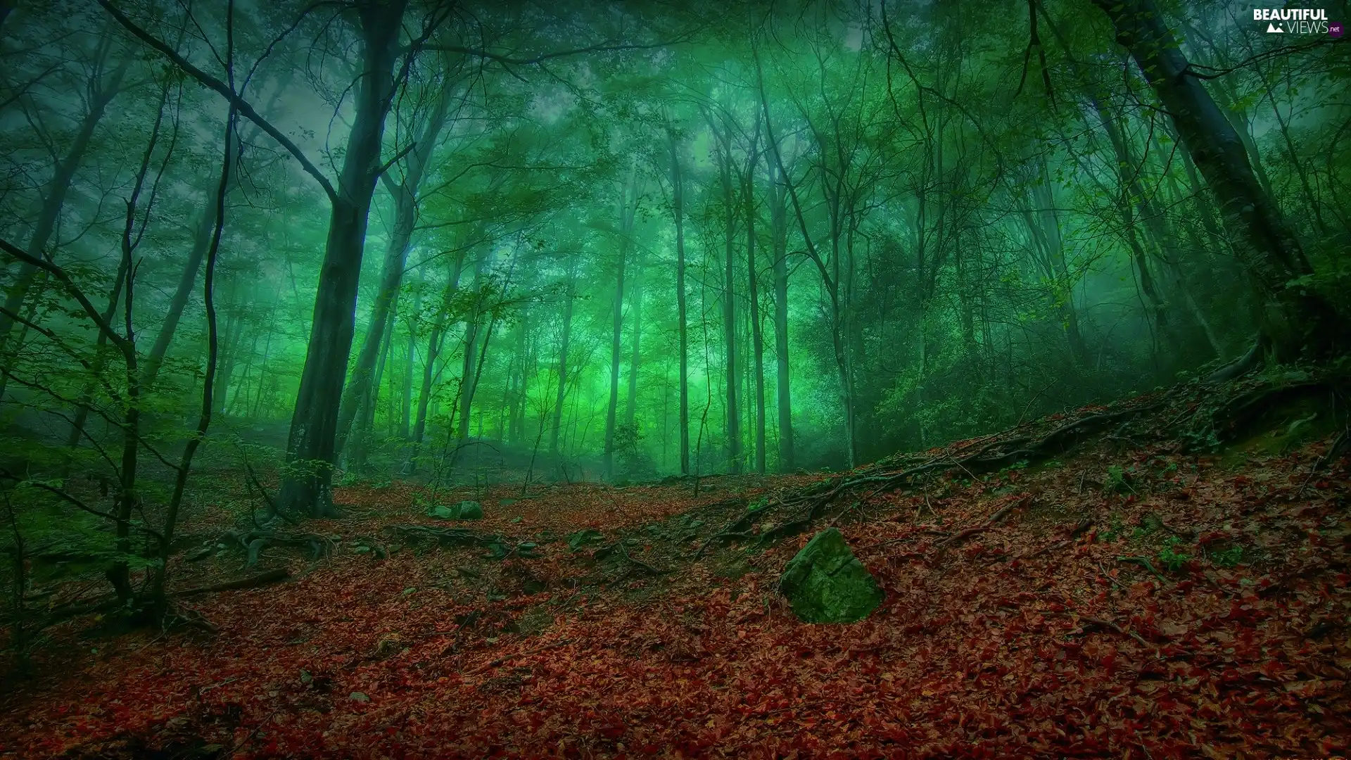 forest, autumn