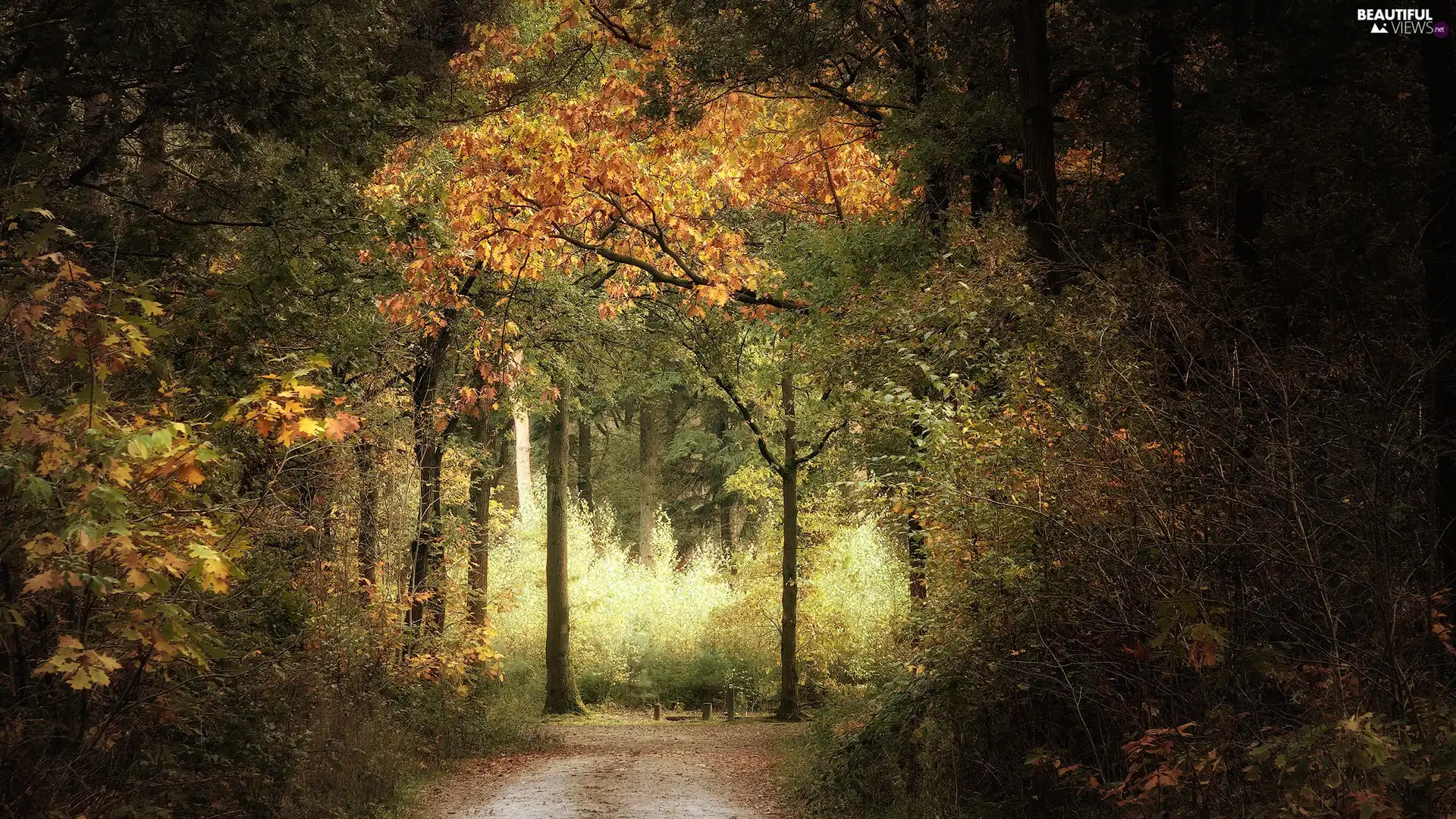 forest, Way, Bush, autumn