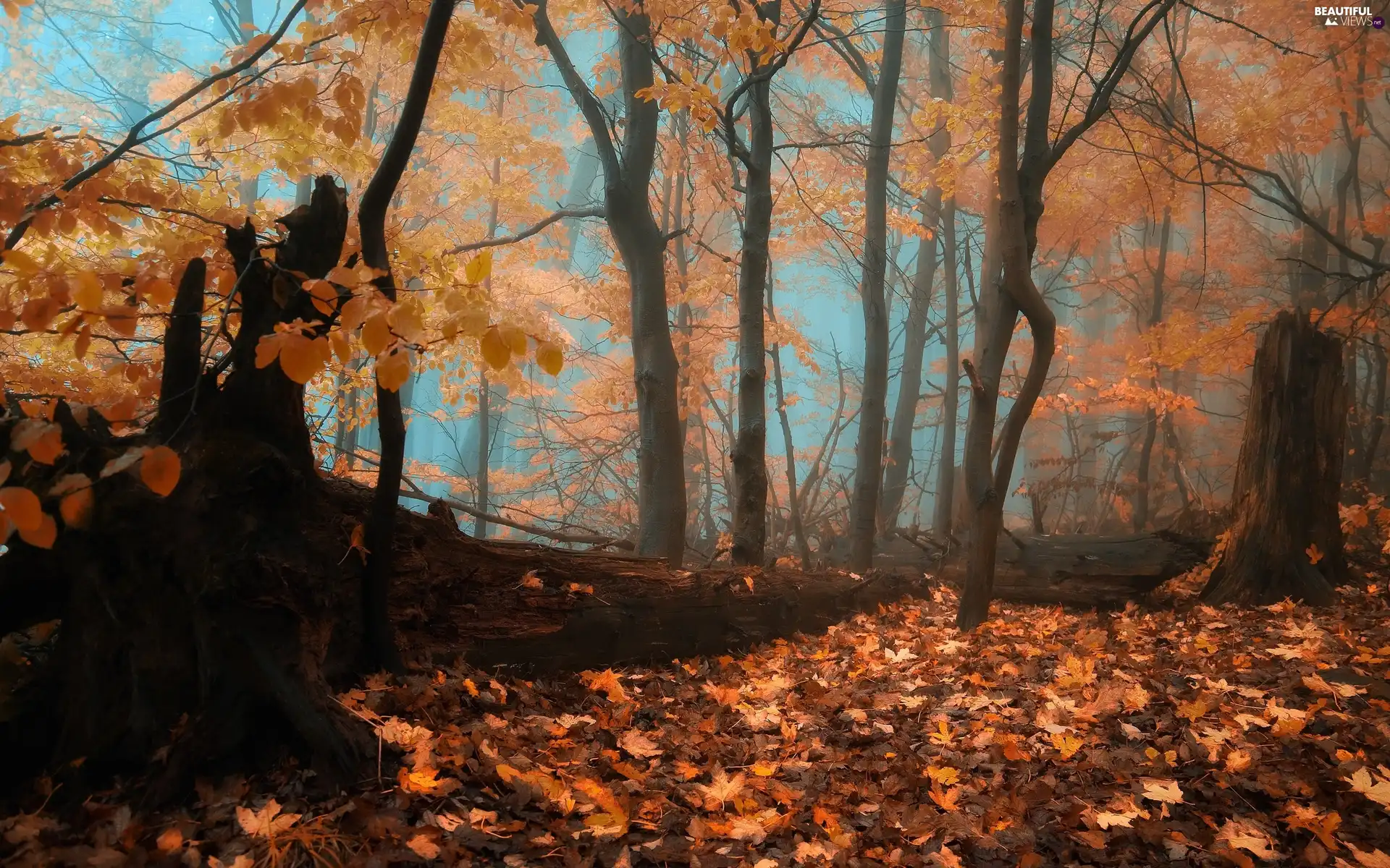 forest, Fog, autumn, Leaf
