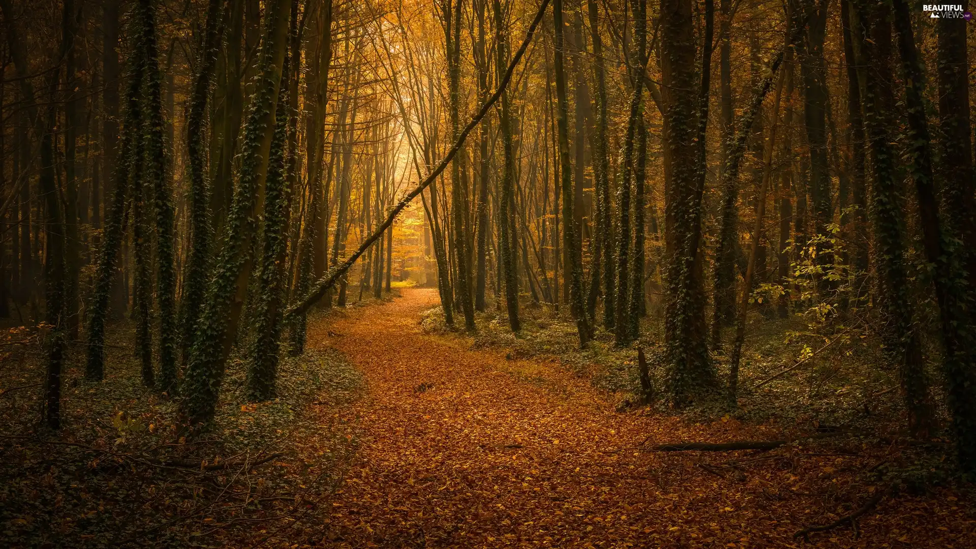 forest, Path, Leaf, autumn