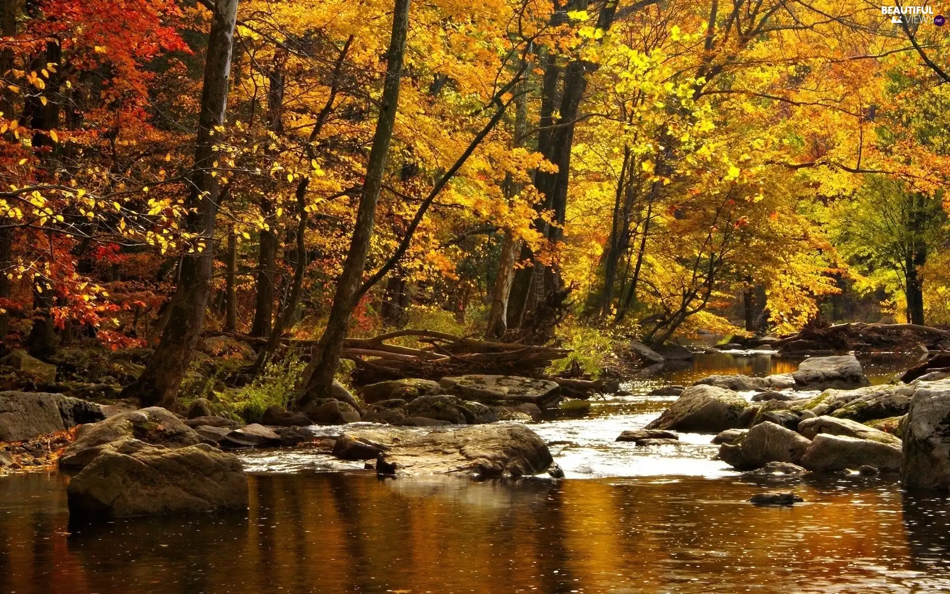 autumn, River, forest