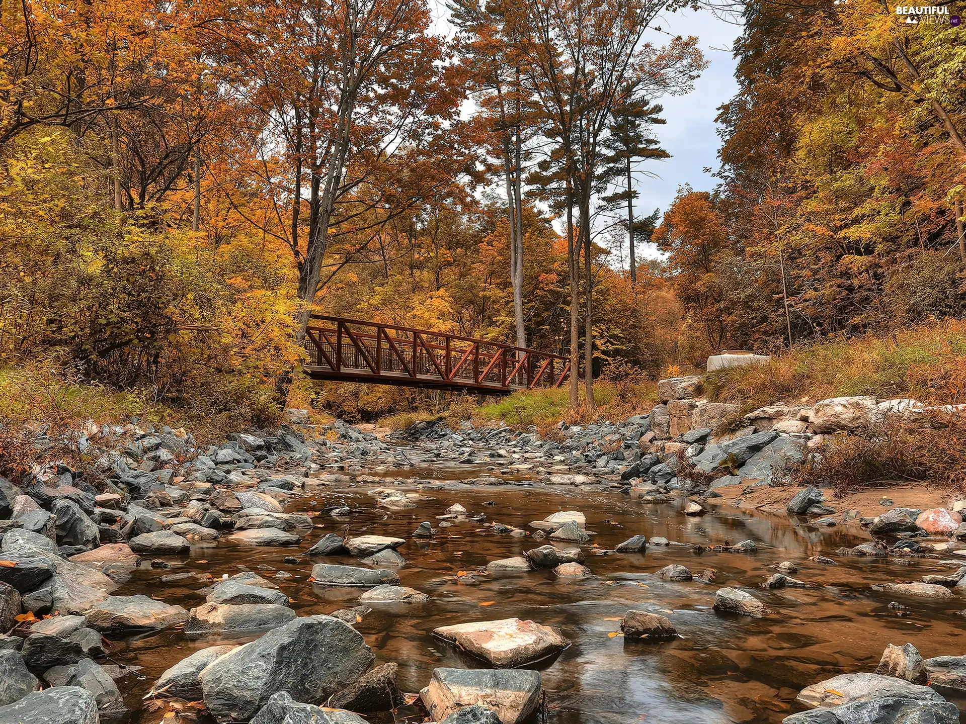 forest, Stones, autumn, brook