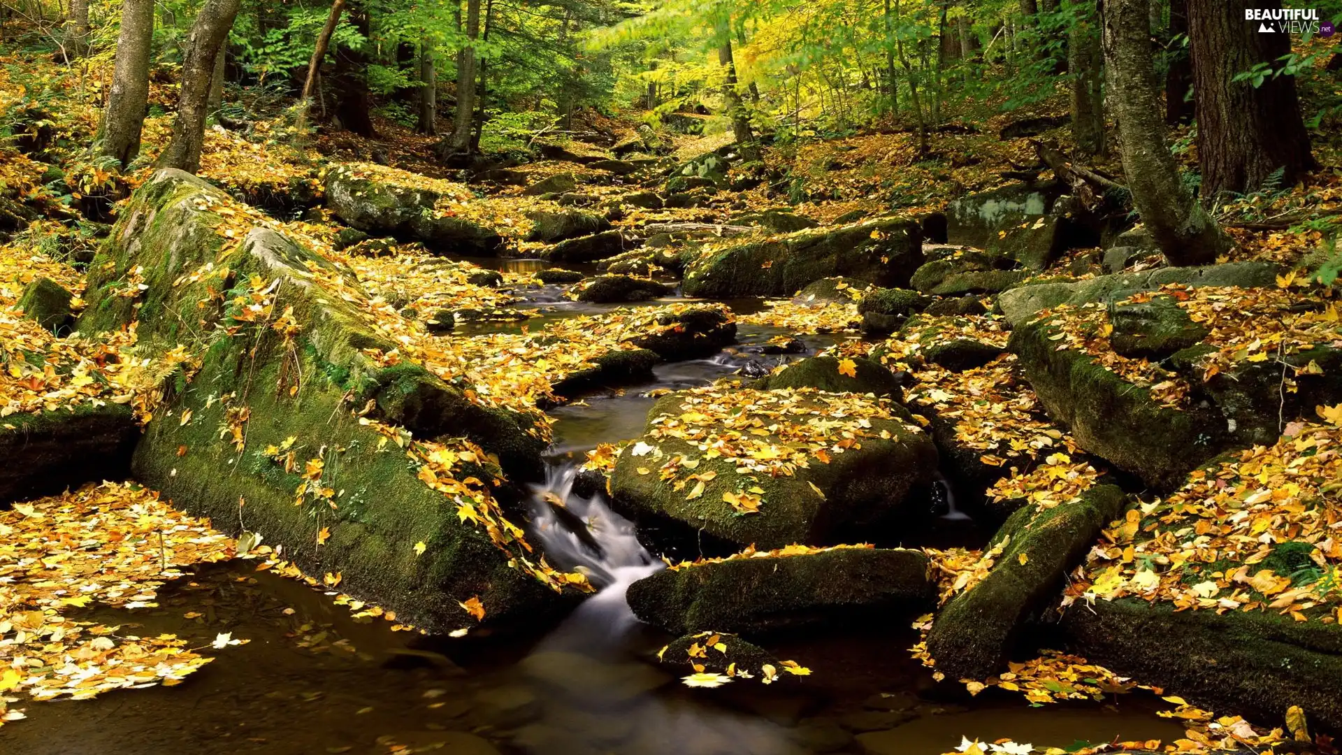 forest, Stones, autumn, stream