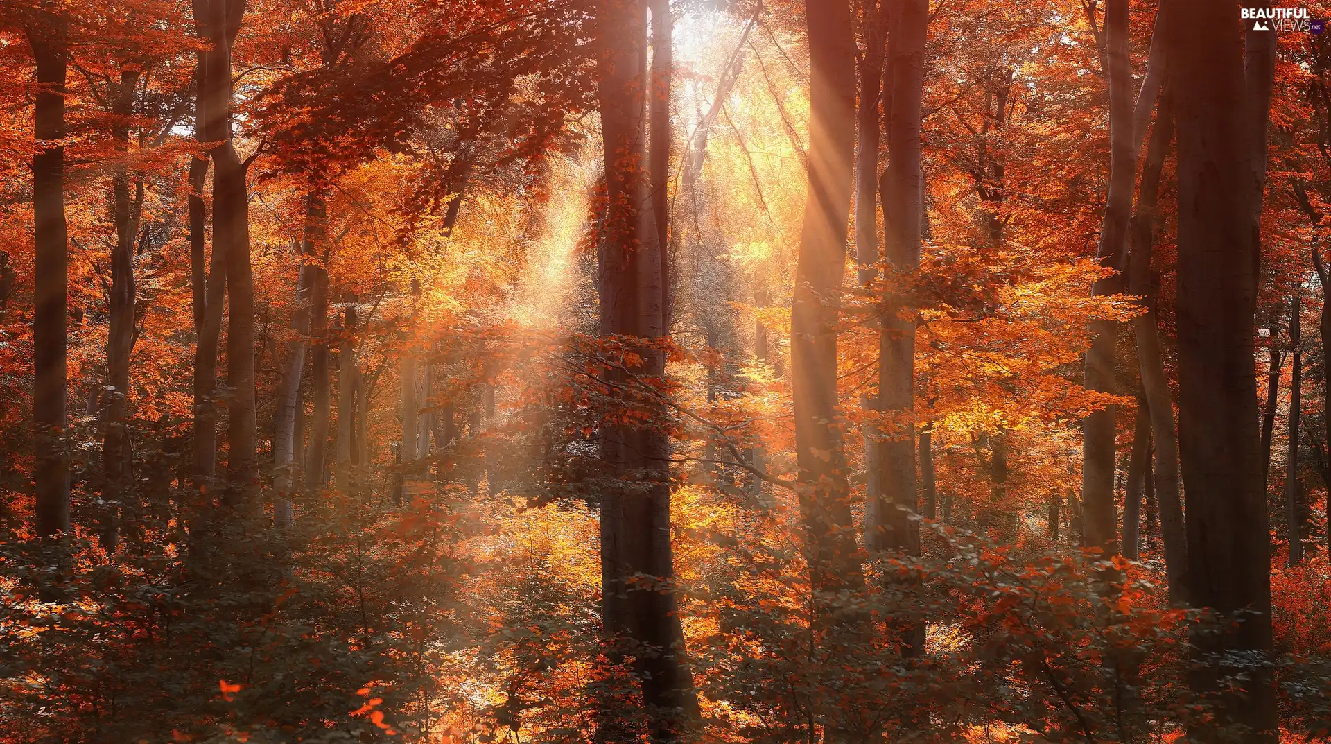 forest, sun, autumn, rays