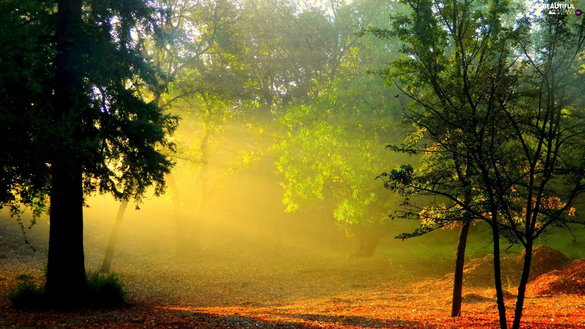 forest, sunny, autumn, rays