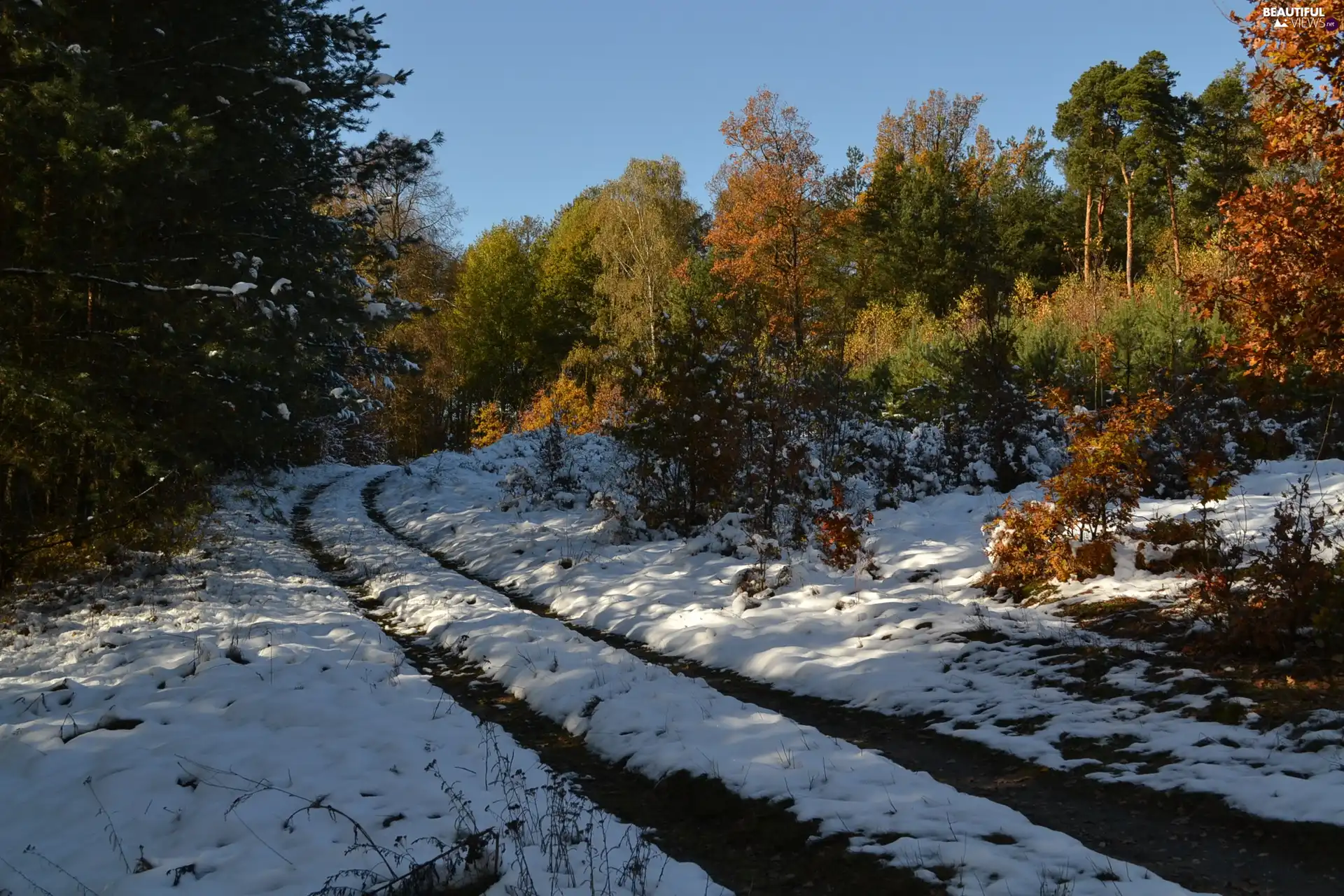 Forest, Autumn, snow, colors, first, ##, Way, trees