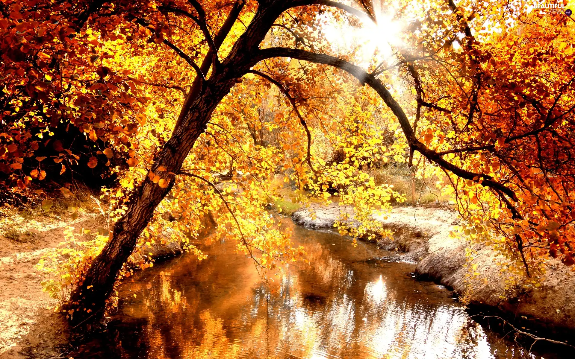 River, Golden automobile, autumn
