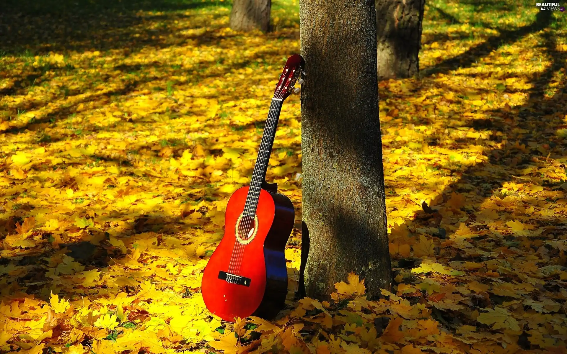 Guitar, Leaf, autumn, forest