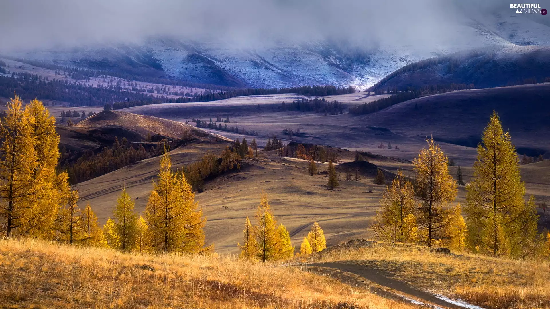 trees, The Hills, Larches, Way, Mountains, viewes, autumn
