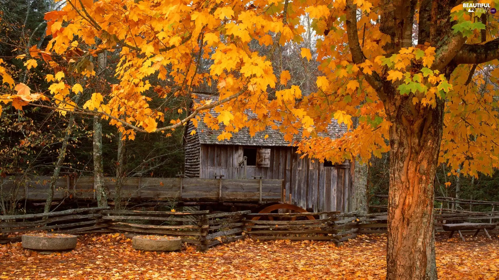 house, viewes, autumn, trees