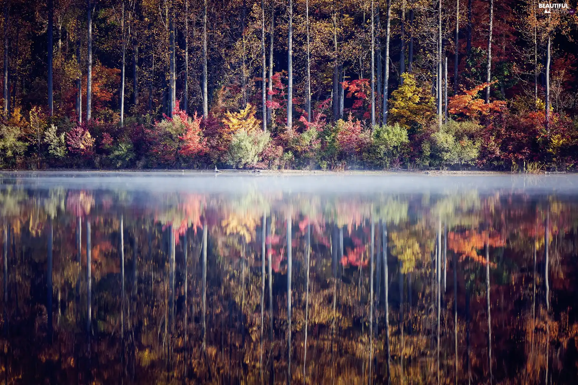 autumn, forest, lake